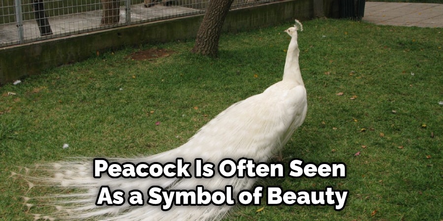 Peacock Is Often Seen  As a Symbol of Beauty