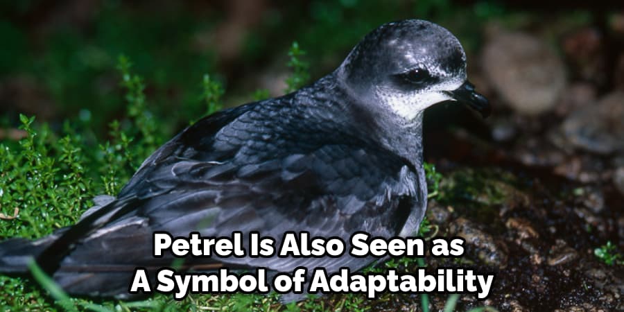 Petrel Is Also Seen as  A Symbol of Adaptability