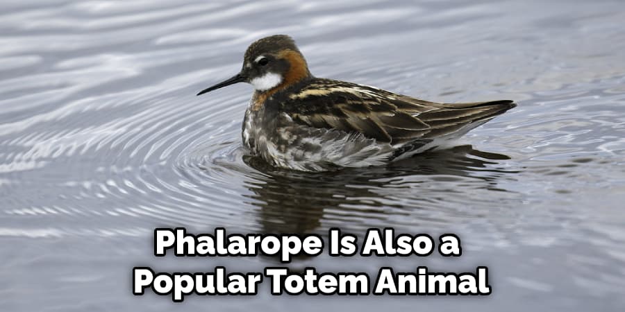 Phalarope Is Also a  Popular Totem Animal