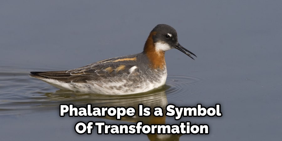 Phalarope Is a Symbol  Of Transformation