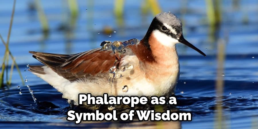 Phalarope as a  Symbol of Wisdom