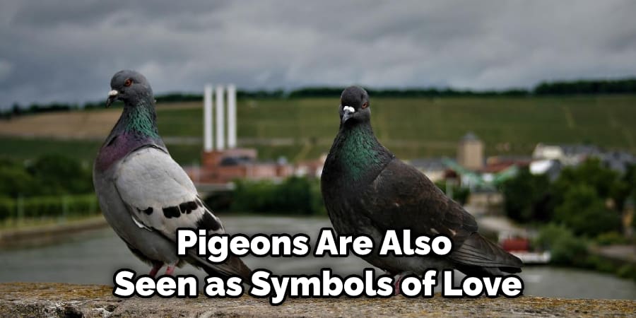 Pigeons Are Also  Seen as Symbols of Love