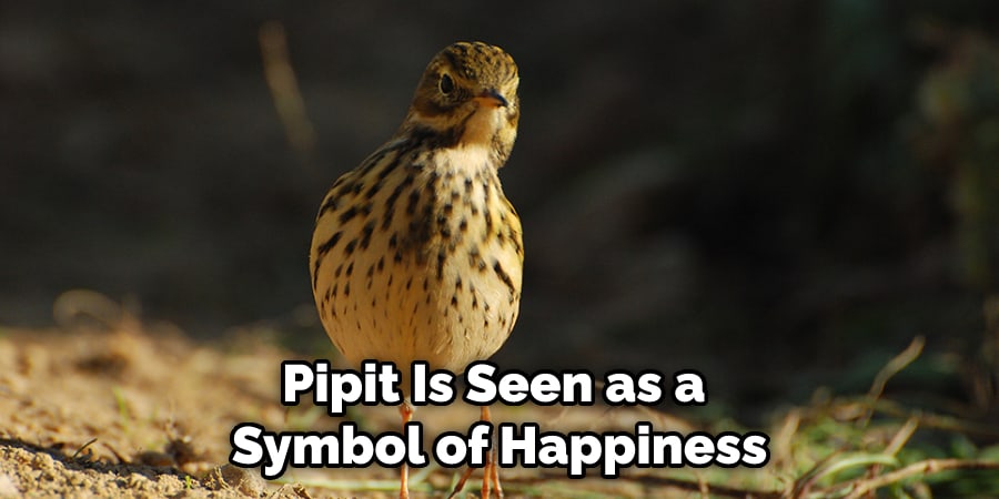 Pipit Is Seen as a  Symbol of Happiness