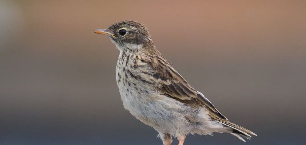 Pipit Meaning