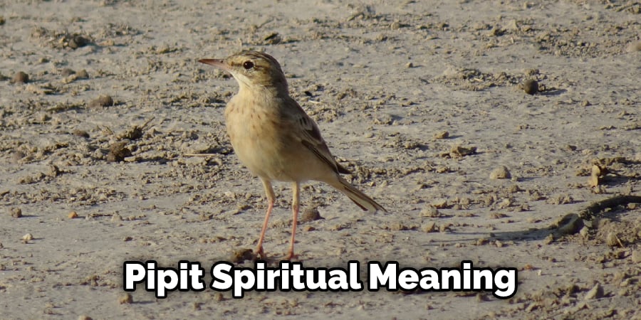 Pipit Spiritual Meaning