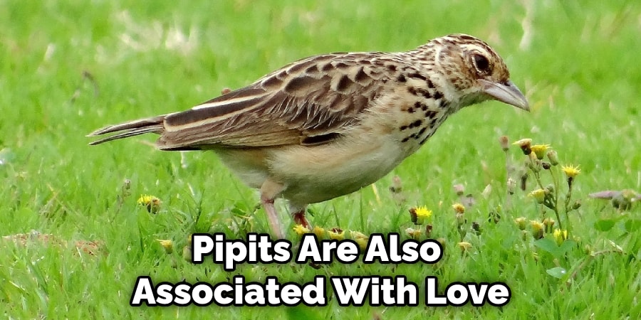 Pipits Are Also  Associated With Love