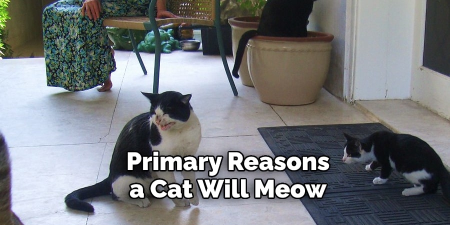 Primary Reasons  a Cat Will Meow