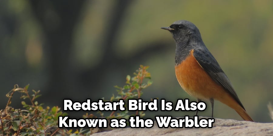 Redstart Bird Is Also  Known as the Warbler