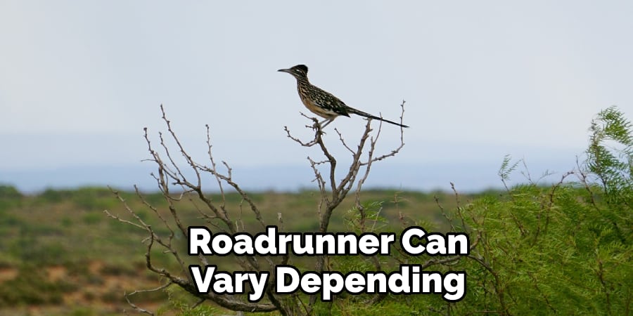 Roadrunner Can Vary Depending