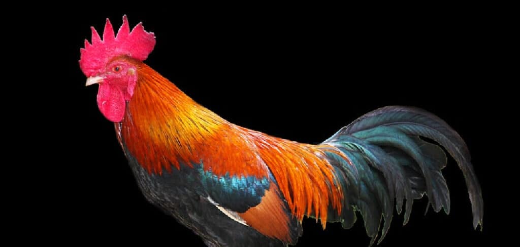 Rooster Symbolism in the Bible