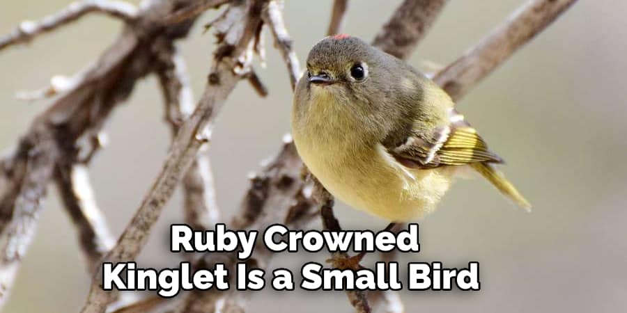 Ruby Crowned Kinglet Is a Small Bird 