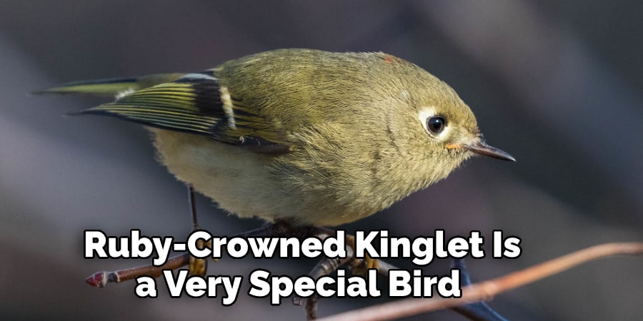 Ruby-Crowned Kinglet Is  a Very Special Bird 