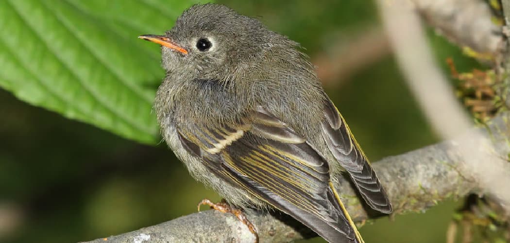 Ruby Crowned Kinglet Spiritual Meaning