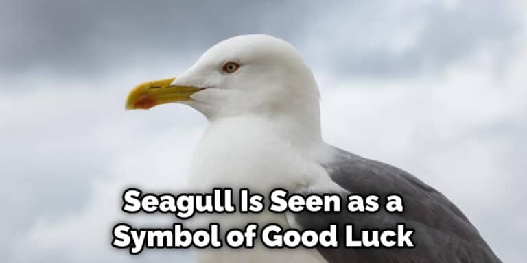Seagull Symbolism in Bible | Detailed Information (2023)