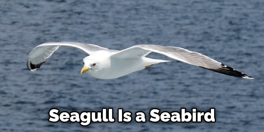 Seagull Is a Seabird