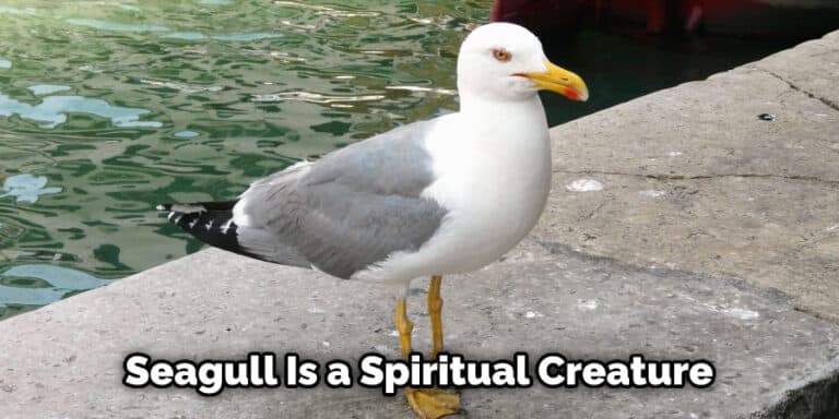 Seagull Symbolism in Bible | Detailed Information (2023)