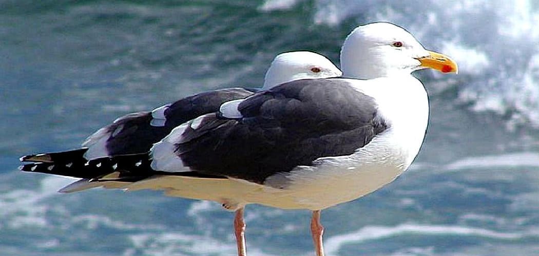 Seagull Symbolism in Bible