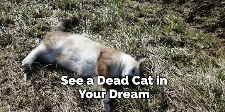 Dead Cat Dream Meaning Detailed Instruction 2023