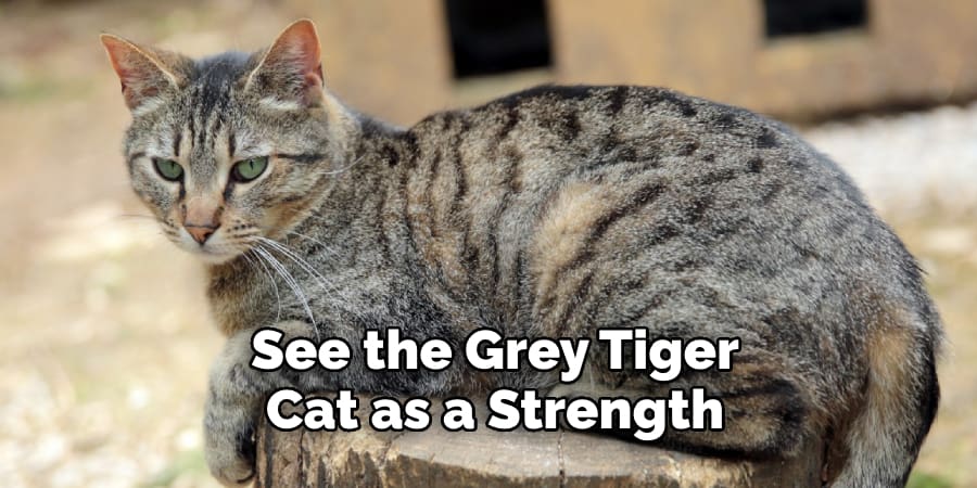 See the Grey Tiger  Cat as a Strength