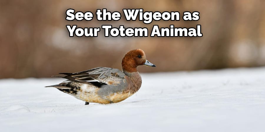 See the Wigeon as  Your Totem Animal