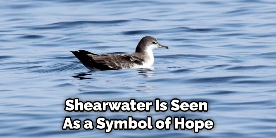 Shearwater Is Seen  As a Symbol of Hope