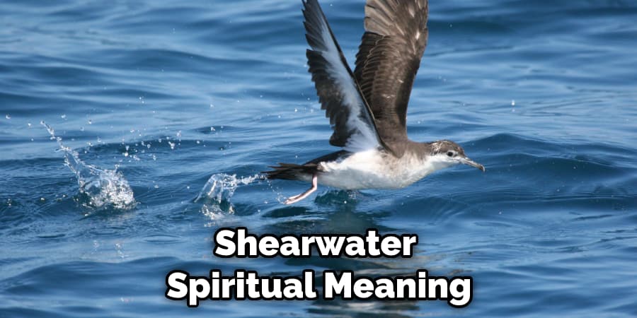 Shearwater  Spiritual Meaning