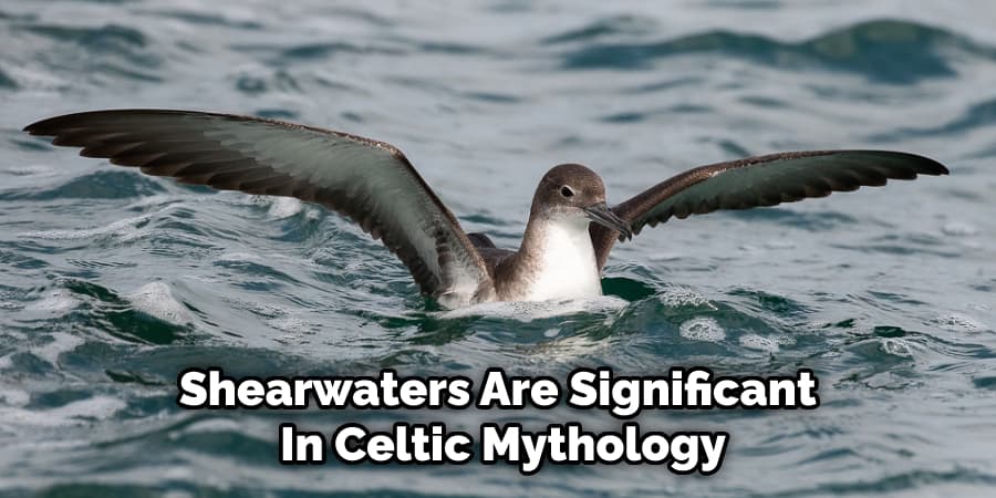 Shearwaters Are Significant  In Celtic Mythology