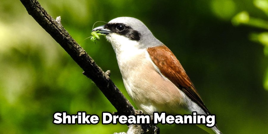 Shrike Dream Meaning