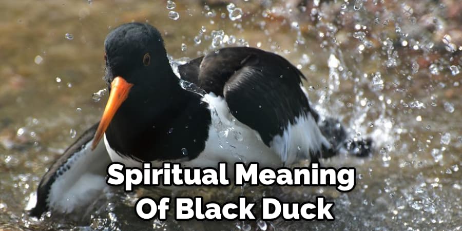 Spiritual Meaning  Of Black Duck