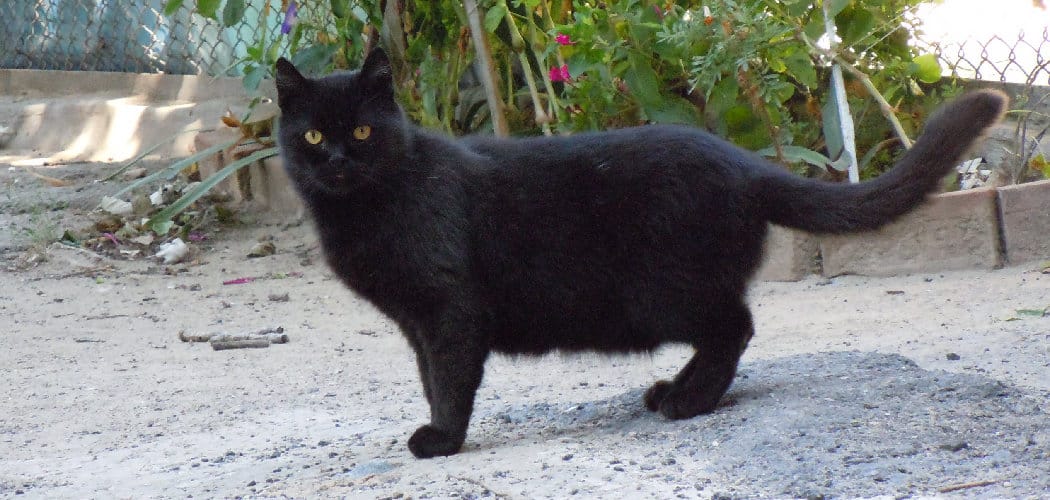 Spiritual Meaning of Black Cat Crossing Your Path Left to Right