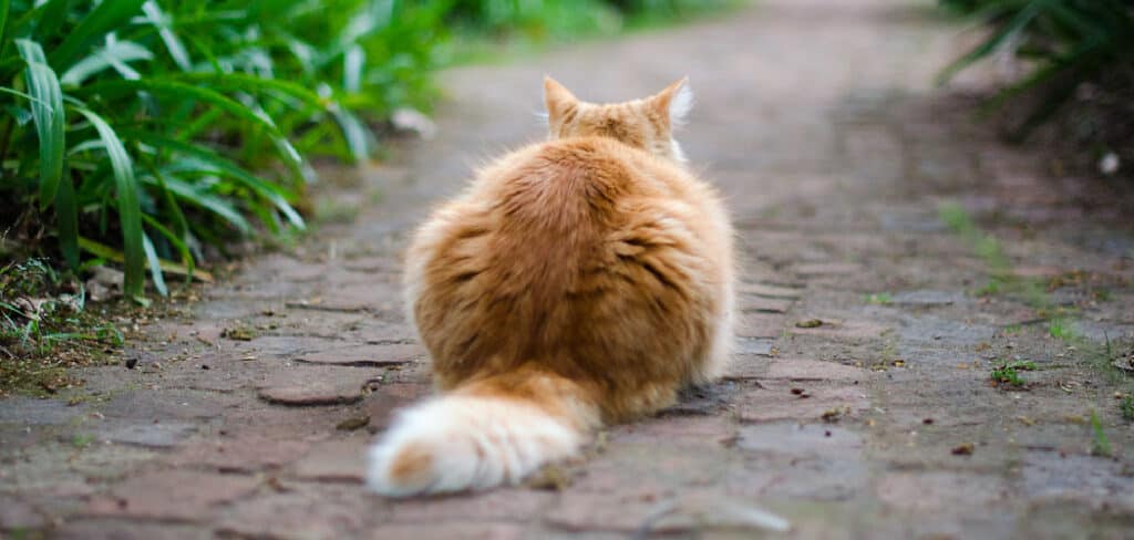 Spiritual Meaning of a Cat Crossing Your Path