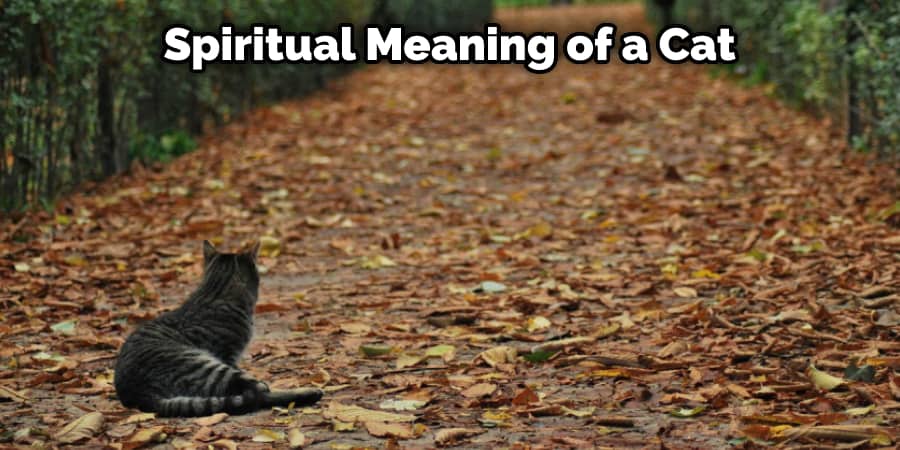 Spiritual Meaning of a Cat