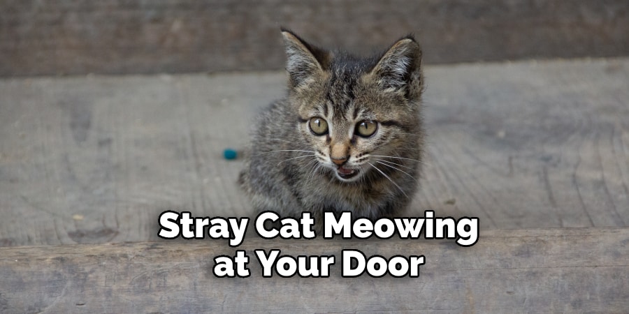  Stray Cat Meowing at Your Door