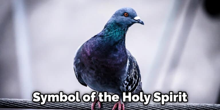 What Do Pigeons Symbolize In The Bible Detailed Guide 2022 