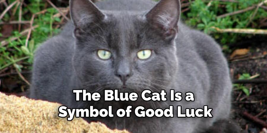 The Blue Cat Is a  Symbol of Good Luck 