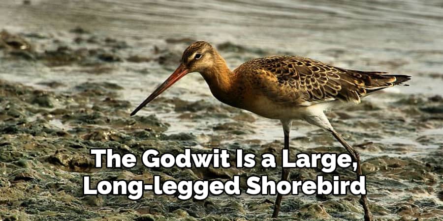 The Godwit Is a Large, Long-legged Shorebird