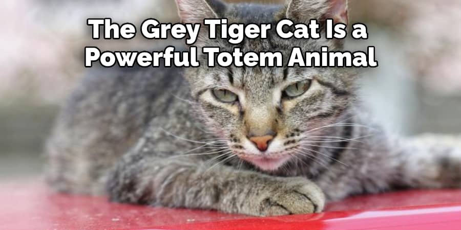 The Grey Tiger Cat Is a  Powerful Totem Animal
