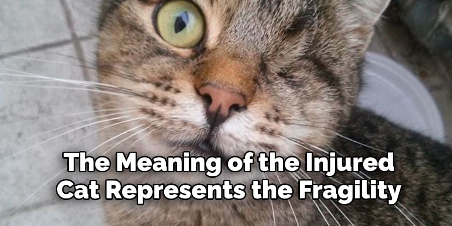 The Meaning of the Injured  Cat Represents the Fragility