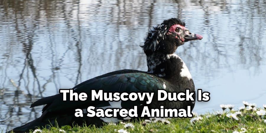 The Muscovy duck is a sacred animal 
