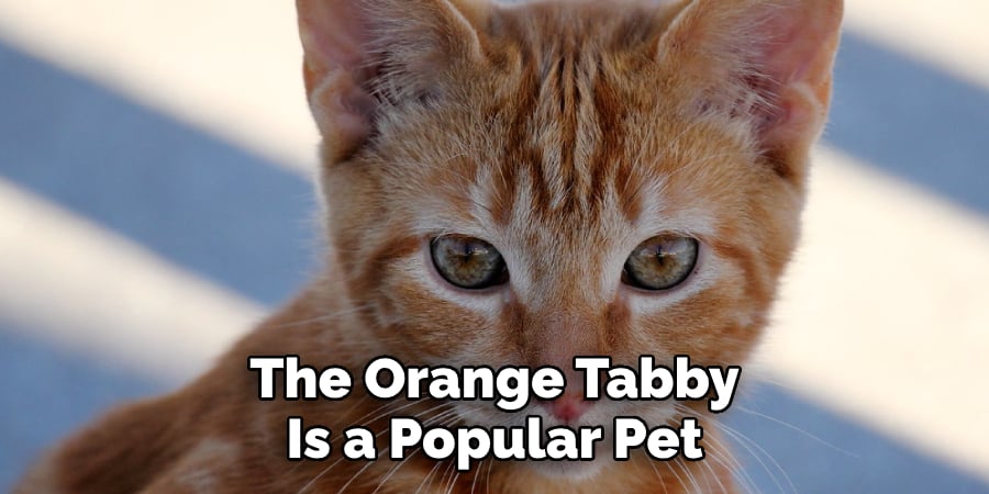 The Orange Tabby  Is a Popular Pet