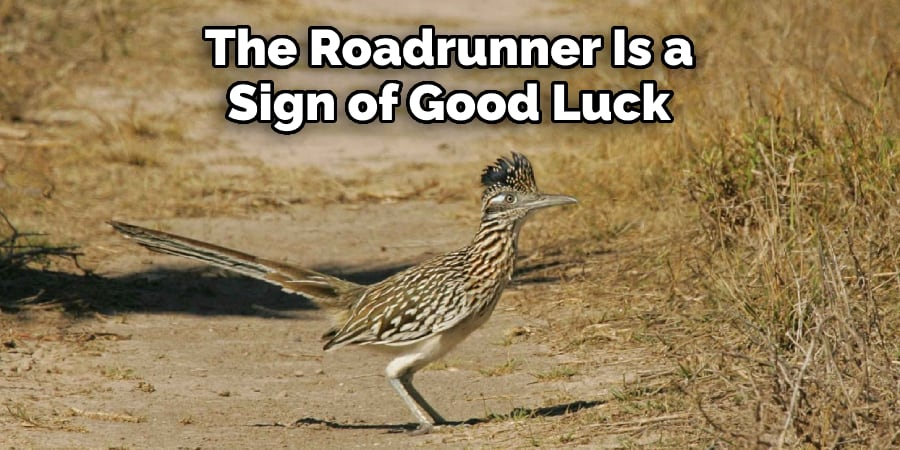 The Roadrunner Is a  Sign of Good Luck
