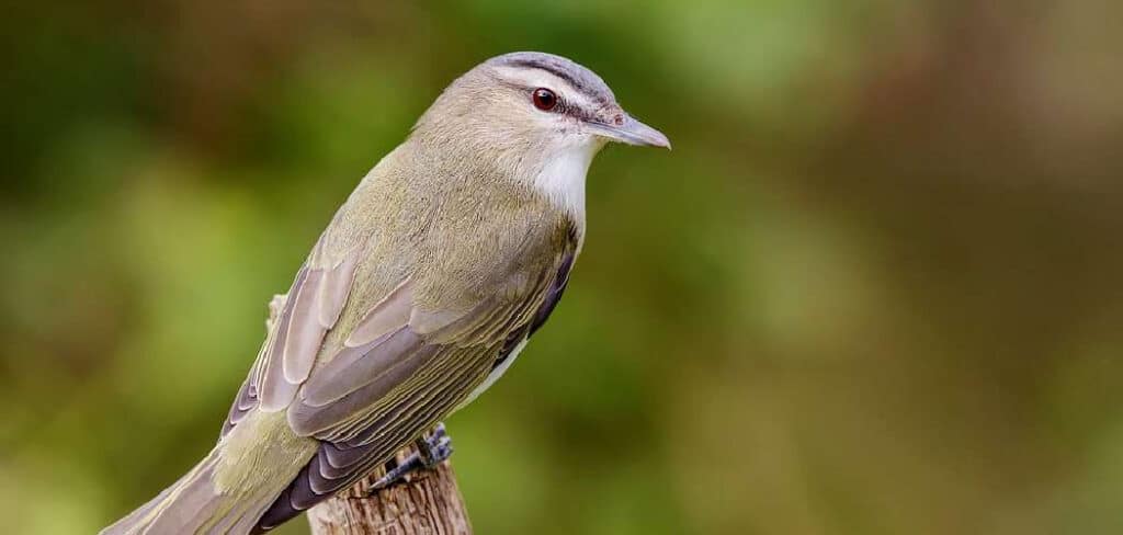 Vireo Meaning