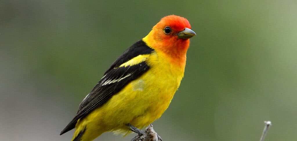 Western Tanager Spiritual Meaning