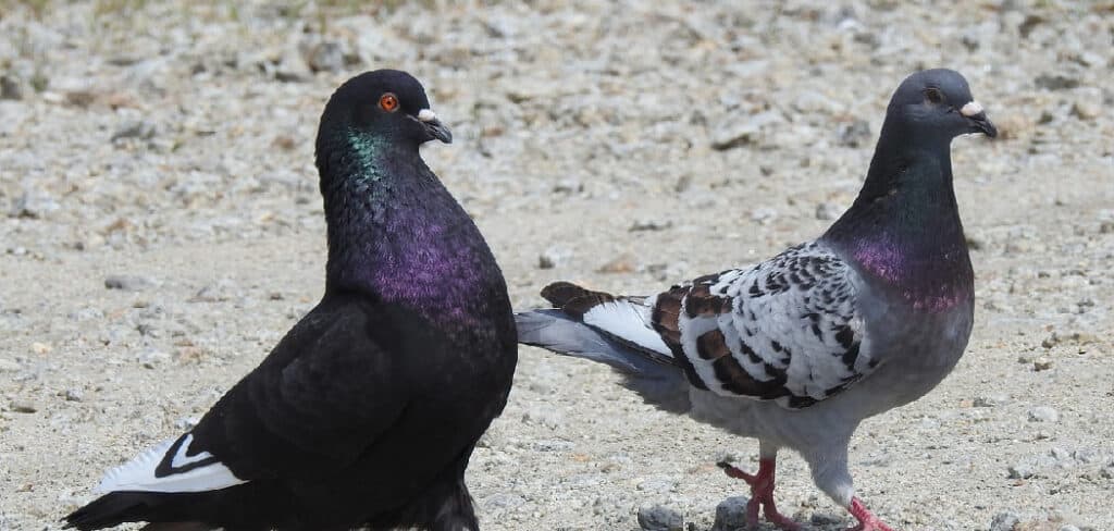 What Do Pigeons Symbolize in the Bible