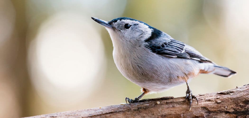White Breasted Nuthatch Spiritual Meaning
