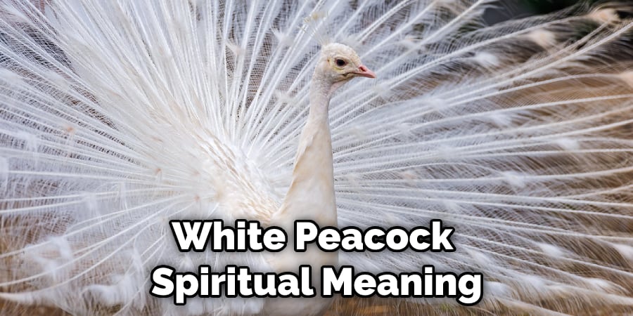 White Peacock  Spiritual Meaning