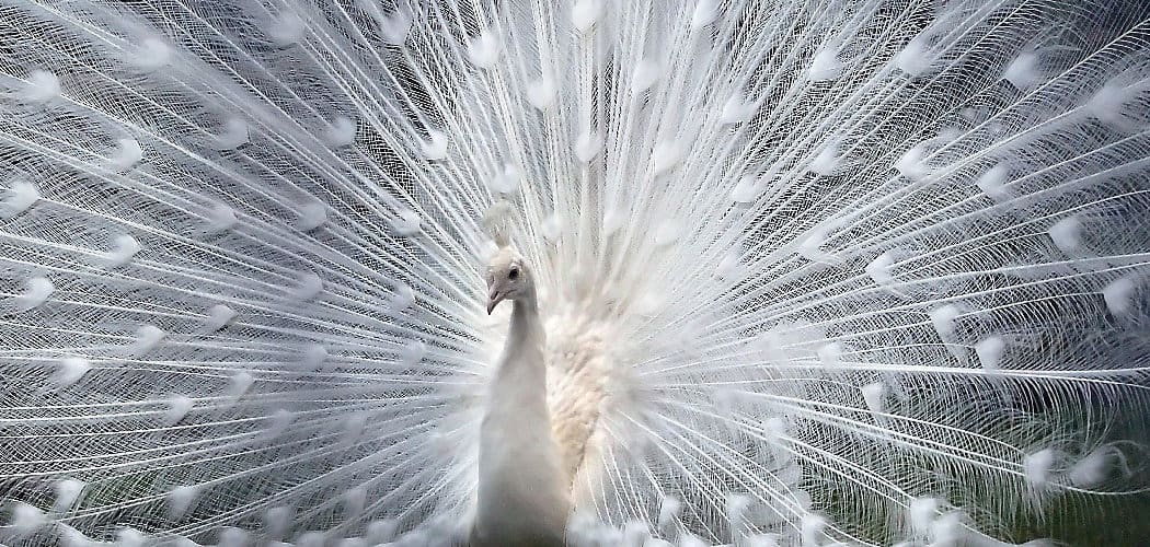 White Peacock Spiritual Meaning