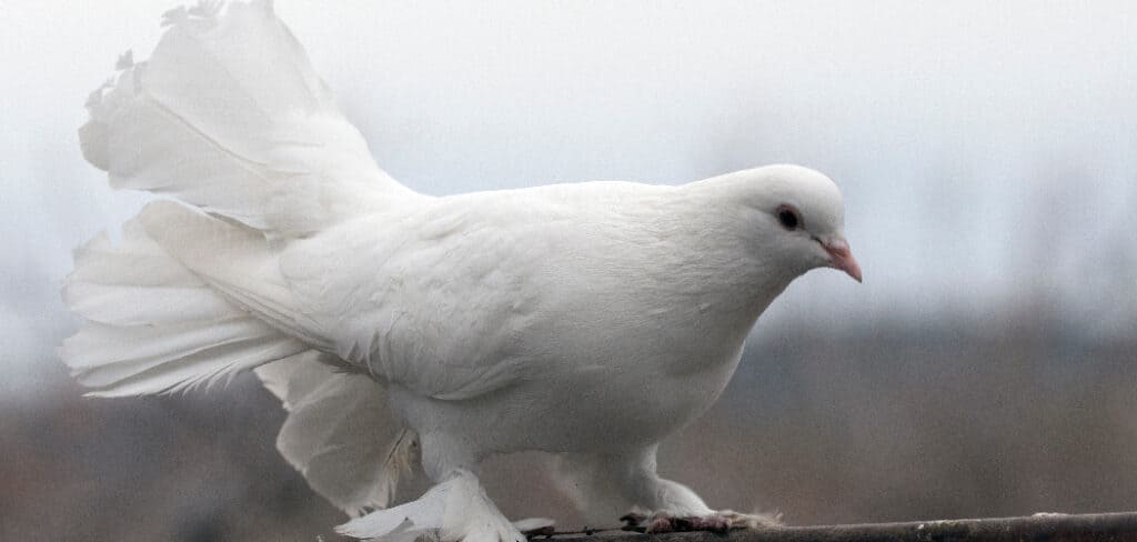 White Pigeon Dream Meaning