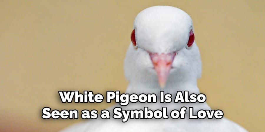 White Pigeon Is Also Seen as a Symbol of Love