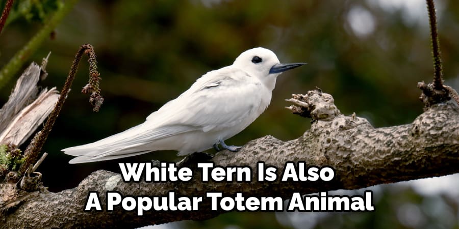 White Tern Is Also  A Popular Totem Animal